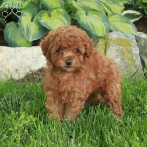 Tillie, Miniature Poodle Puppy