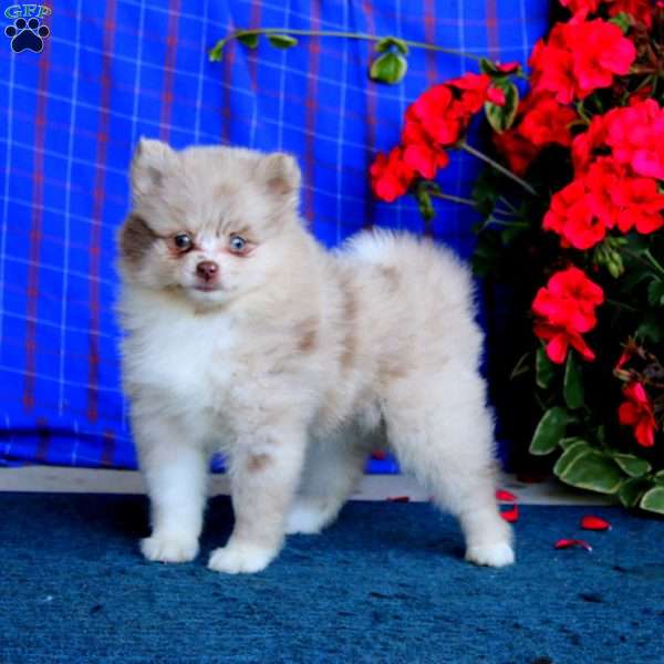 Tillie, Pomsky Puppy