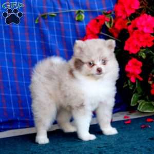 Tillie, Pomsky Puppy