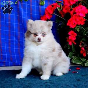 Tillie, Pomsky Puppy