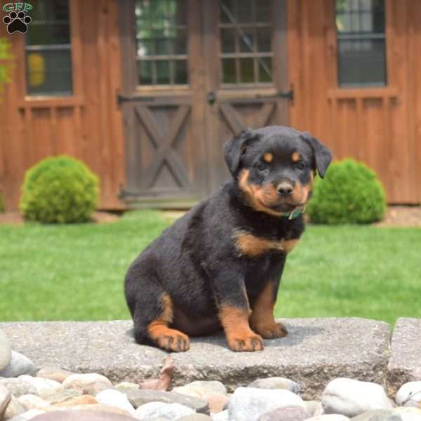 Tilly, Rottweiler Puppy