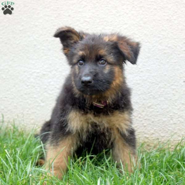 Tilly, German Shepherd Puppy