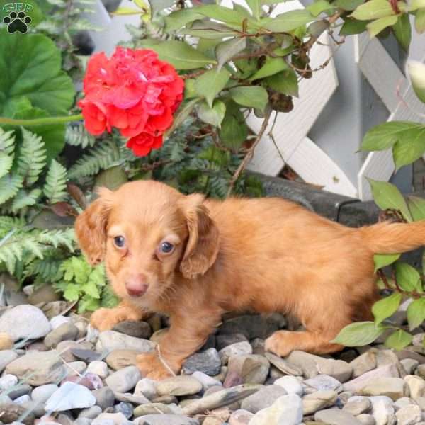 Tilly – Mini, Dachshund Puppy