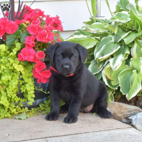Tilly, Black Labrador Retriever Puppy