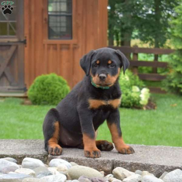Tilly, Rottweiler Puppy