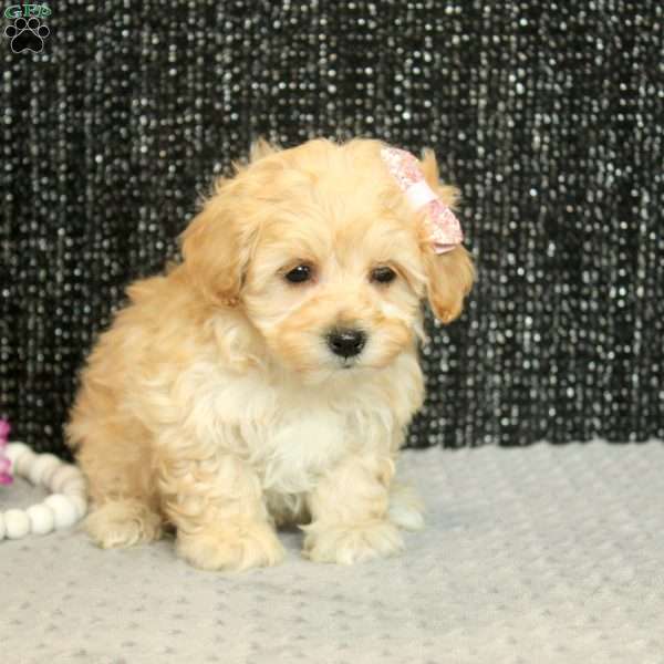 Tilly, Maltipoo Puppy