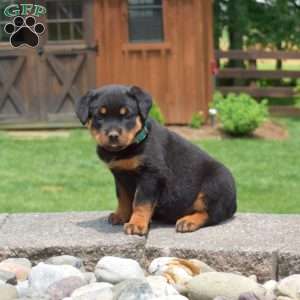 Tilly, Rottweiler Puppy