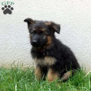 Tilly, German Shepherd Puppy