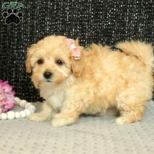 Tilly, Maltipoo Puppy