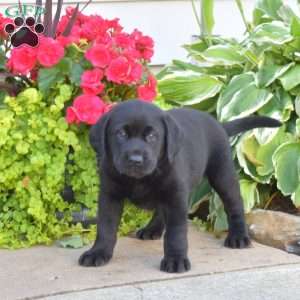 Tilly, Black Labrador Retriever Puppy