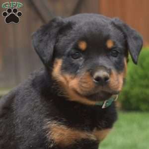 Tilly, Rottweiler Puppy