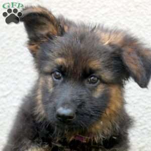 Tilly, German Shepherd Puppy