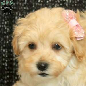 Tilly, Maltipoo Puppy