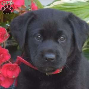 Tilly, Black Labrador Retriever Puppy