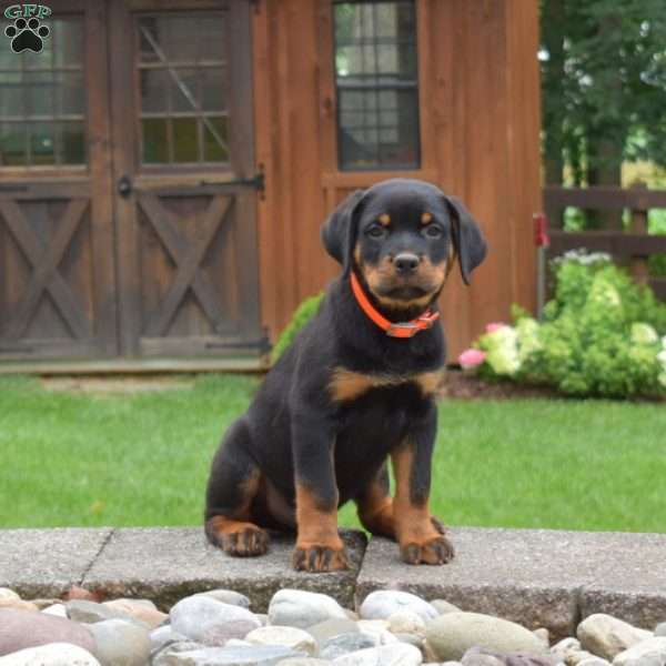 Timber, Rottweiler Puppy