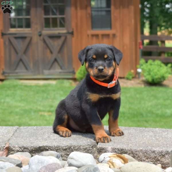 Timber, Rottweiler Puppy