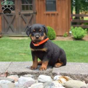 Timber, Rottweiler Puppy