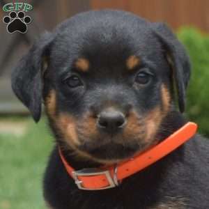 Timber, Rottweiler Puppy