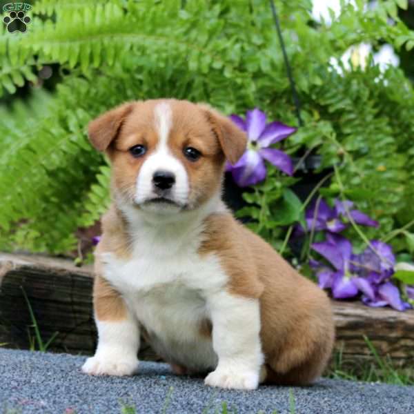 Timmy, Pembroke Welsh Corgi Puppy