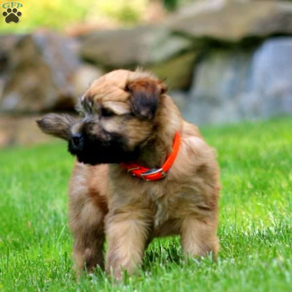 Timmy, Soft Coated Wheaten Terrier Puppy