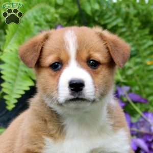 Timmy, Pembroke Welsh Corgi Puppy