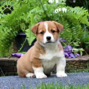 Timmy, Pembroke Welsh Corgi Puppy