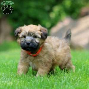 Timmy, Soft Coated Wheaten Terrier Puppy