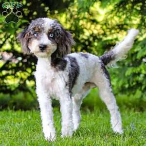 Timon, Cavapoo Puppy