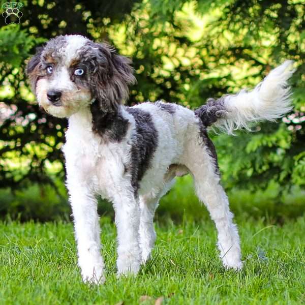 Timon, Cavapoo Puppy