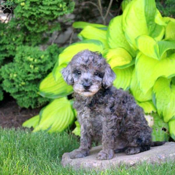 Timothy, Miniature Poodle Puppy