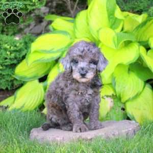 Timothy, Miniature Poodle Puppy
