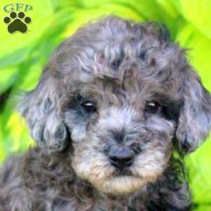 Timothy, Miniature Poodle Puppy