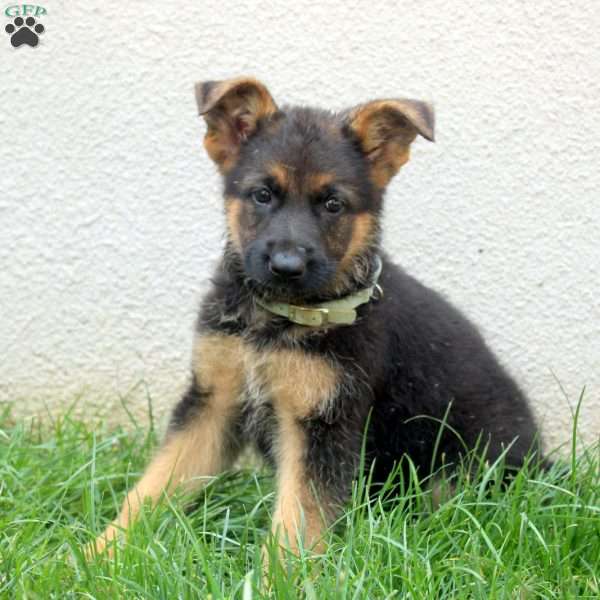 Tina, German Shepherd Puppy