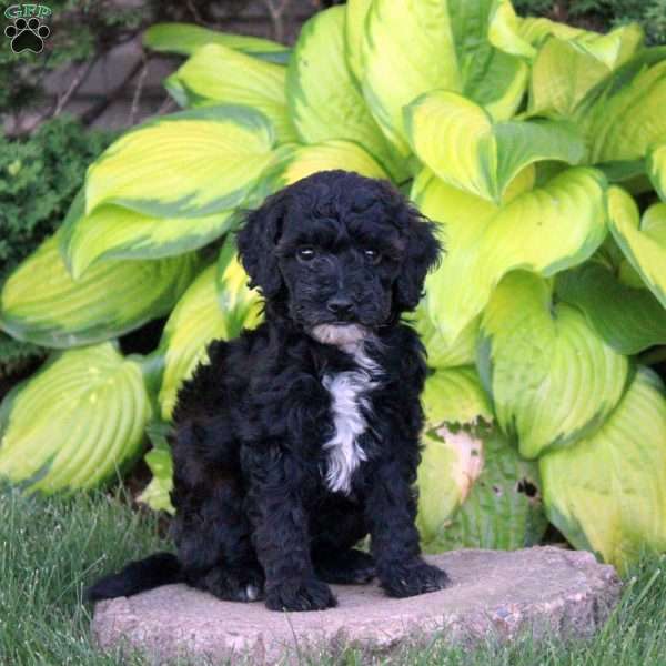 Tina, Miniature Poodle Puppy