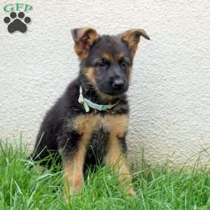 Tina, German Shepherd Puppy