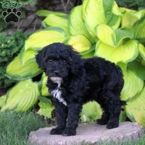 Tina, Miniature Poodle Puppy