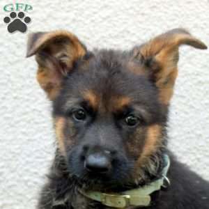 Tina, German Shepherd Puppy