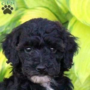 Tina, Miniature Poodle Puppy