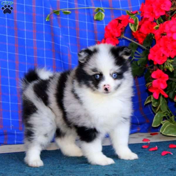Tina, Pomsky Puppy