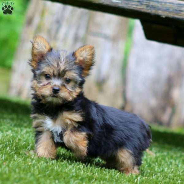 Tina, Yorkie Puppy