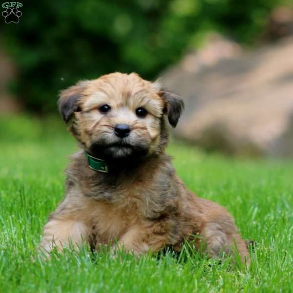 Tina, Soft Coated Wheaten Terrier Puppy
