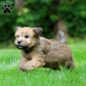 Tina, Soft Coated Wheaten Terrier Puppy
