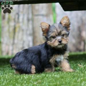 Tina, Yorkie Puppy