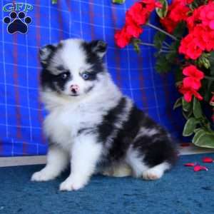 Tina, Pomsky Puppy