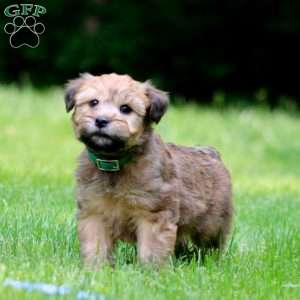 Tina, Soft Coated Wheaten Terrier Puppy