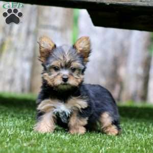 Tina, Yorkie Puppy
