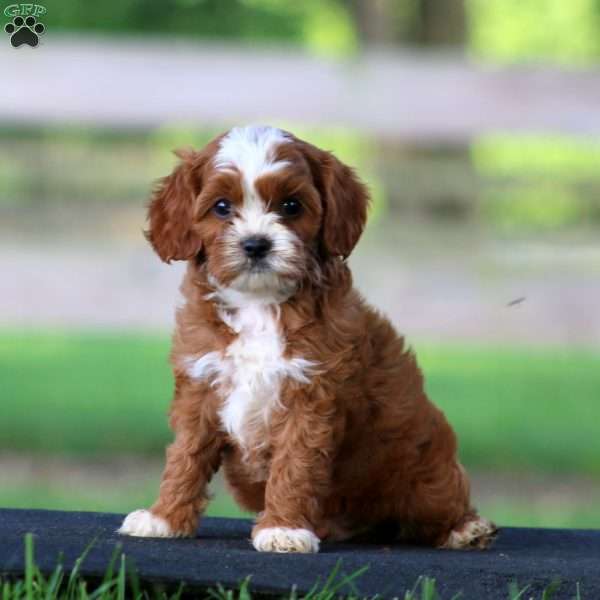 Tinker, Cavapoo Puppy