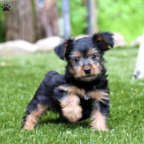 Tinker, Yorkie Puppy