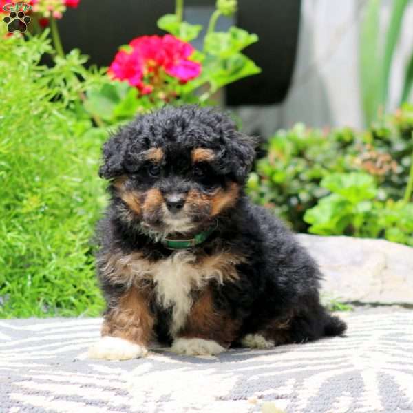 Tinker, Havapoo Puppy