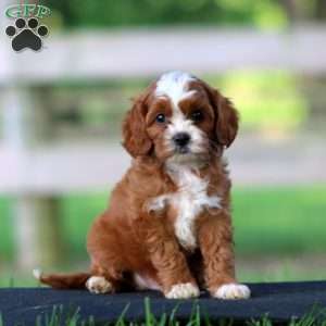 Tinker, Cavapoo Puppy